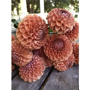 Nandina Botanik 3 Adet Yıldız Çiçeği Soğanı ( Dahlıa Yumrusu) Dev Toprak Rengi
