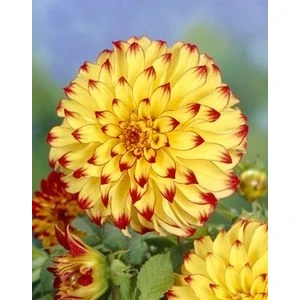 Nandina Botanik 3 Adet Yıldız Çiçeği Soğanı ( Dahlıa Yumrusu) Turuncu Uçlu Sarı
