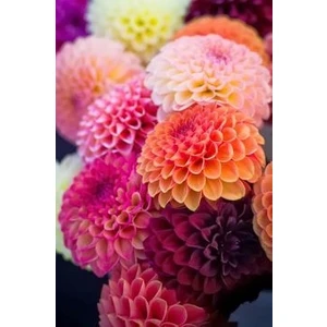 Nandina Botanik Yıldız Çiçeği Soğanı ( Dahlıa Yumrusu) 5 Adet Karışık Pembe Tonlar