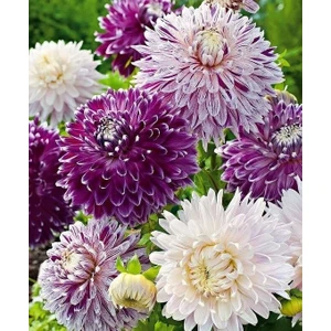 Nandina Botanik Yıldız Çiçeği Soğanı ( Dahlıa Yumrusu) 5 Adet Kırçıllı Karışık