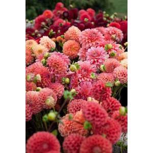 Nandina Botanik Yıldız Çiçeği Soğanı ( Dahlıa Yumrusu) 5 Adet Somon