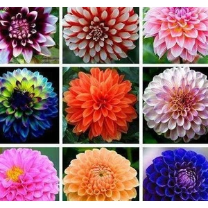 Nandina Botanik Yıldız Çiçeği Soğanı ( Dahlıa Yumrusu) 9 Adet Karışık