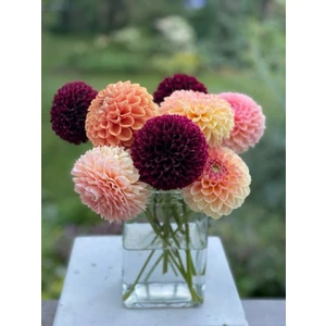 Nandina Botanik Yıldız Çiçeği Soğanı ( Dahlıa Yumrusu) 5 Adet Ponpon Karışık
