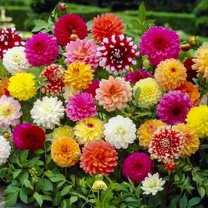 Nandina Botanik Yıldız Çiçeği Soğanı ( Dahlıa Yumrusu) 10 Adet Ebruli Pastel Karışık