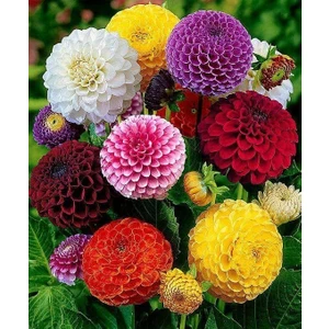 Nandina Botanik Yıldız Çiçeği Soğanı ( Dahlıa Yumrusu) 8 Adet Ponpon Karışık