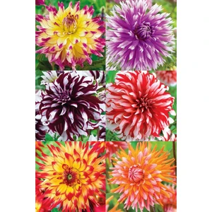 Nandina Botanik Yıldız Çiçeği Soğanı ( Dahlıa Yumrusu) 6 Adet Kırçıllı Ebruli