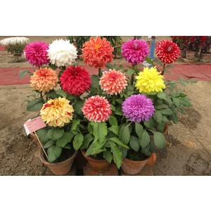 Nandina Botanik Yıldız Çiçeği Soğanı ( Dahlıa Yumrusu) 12 Adet Karışık