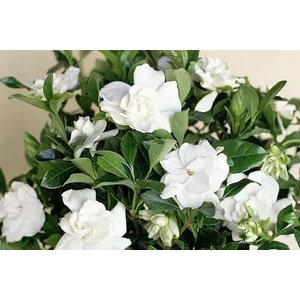 Rüzgar Botanik Gardenya Çiçeği Fidanı Saksılı 40 cm 60 cm