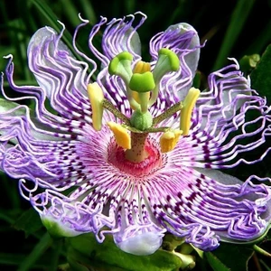 Ev Ve Bahçe Dev Passiflora Çarkıfelek Çiçeği Tohumu(5 Tohum)