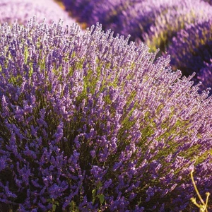 Ev Ve Bahçe Lavandula Angustifolia Lavanta Çiçeği TOHUMU(100 Adet)