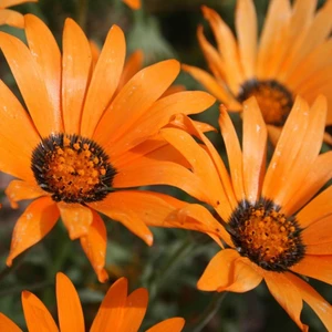 Ev Ve Bahçe Turuncu Afrika Papatyası Çiçeği Tohumu(30 Tohum)