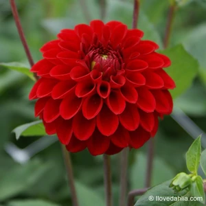 Ev Ve Bahçe Super Yoga Elegans Dark Red Zinya Çiçeği Tohumu(40 Tohum)