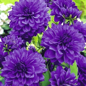 Ev Ve Bahçe Super Yoga Elegans Purple Zinya Çiçeği Tohumu(40 Tohum)