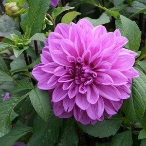 Ev Ve Bahçe Dahlia Çiçekli Dream Rosy Lavender Zinya Çiçeği Tohumu(40 Tohum)