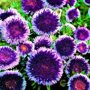 Ev Ve Bahçe Ponpon Blue Aster Çiçeği Tohumu (50 Tohum)
