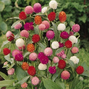 Ev Ve Bahçe Gomphrena Globosa Karışık Medine Çiçeği Tohumu (50 Tohum)