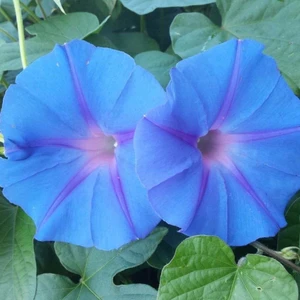 Ev Ve Bahçe Feringa Gündüz Sefası Çiçeği Tohumu(10 Tohum)