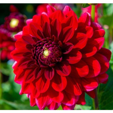 Ev Ve Bahçe Super Yoga Scarlet Zinya Çiçeği Tohumu(40 Tohum) Fiyatı