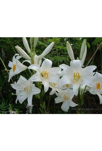 Nandina Botanik 3 Adet Saydam Beyaz Kokulu Lilyum (Zambak) Çiçeği Soğanı