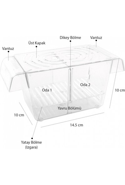 Atlantik Ikili Kristal Balık Yavruluk 14,5 cm x 10 cm