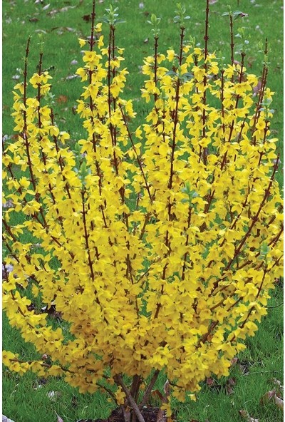 Rüzgar Botanik Altın Çanak Forsitya Çiçeği Fidanı Saksılı 60 cm 80 cm