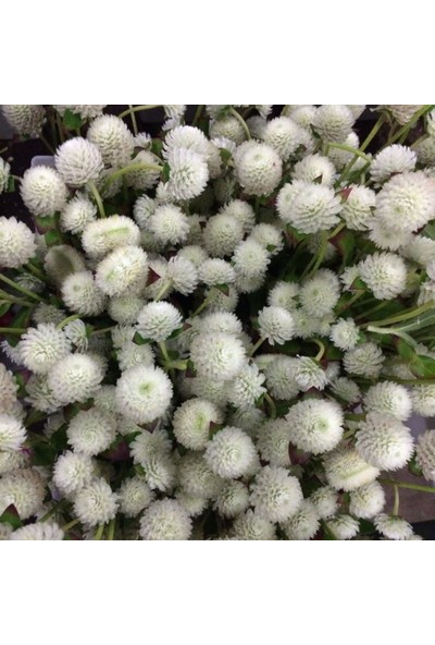 Ev Ve Bahçe Gomphrena Globosa Beyaz Renkli Medine Çiçeği Tohumu(50 Tohum)