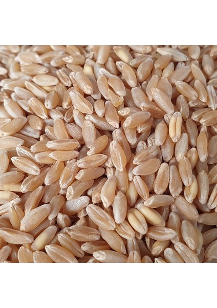 25 kg Iri Tanecikli Buğday Tavuk Güvercin Yemi Kılçıksız Elenmiş Ekin Ördek Kaz Yemi Kuş Yemi Buğday