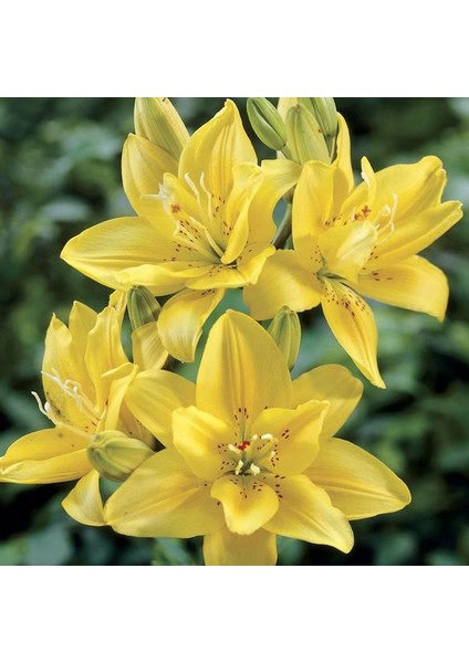 3 Adet Katmerli Pastel Sarı Kokulu Lilyum (Zambak) Çiçeği Soğanı