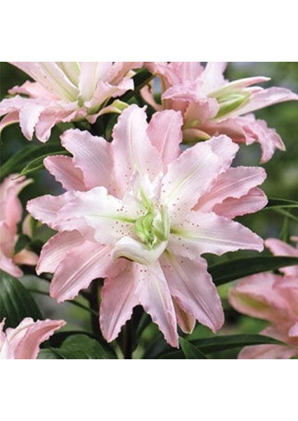 3 Adet Aktmerli Soft Pembe Kokulu Lilyum (Zambak) Çiçeği Soğanı