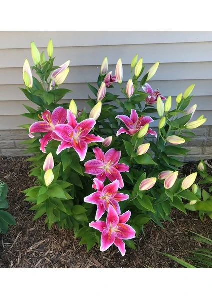 Nandina Botanik 3 Adet Pembe Kokulu Lilyum (Zambak) Çiçeği Soğanı