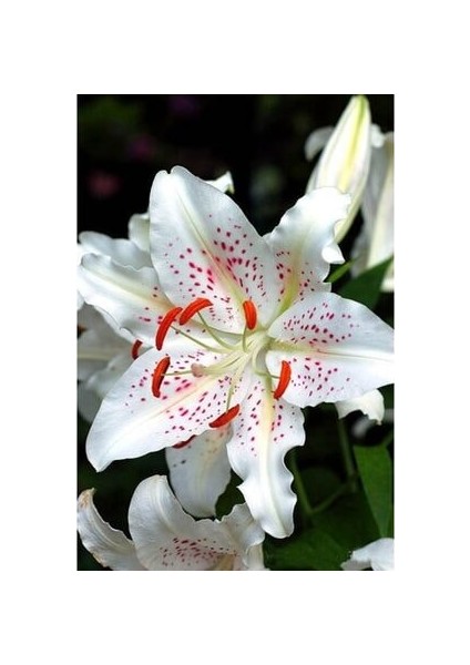 3 Adet Turuncu Çilli Beyaz Kokulu Lilyum (Zambak) Çiçeği Soğanı