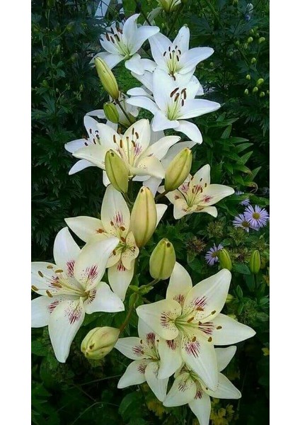 3 Adet Kırçıllı Beyaz Kokulu Lilyum (Zambak) Çiçeği Soğanı