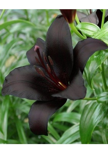 3 Adet Koyu Kömür Siyahı Kokulu Lilyum (Zambak) Çiçeği Soğanı