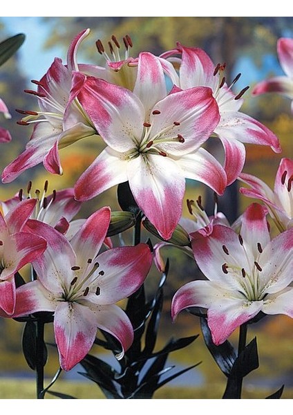 3 Adet Pembe Kenarlı Beyaz Kokulu Lilyum (Zambak) Çiçeği Soğanı