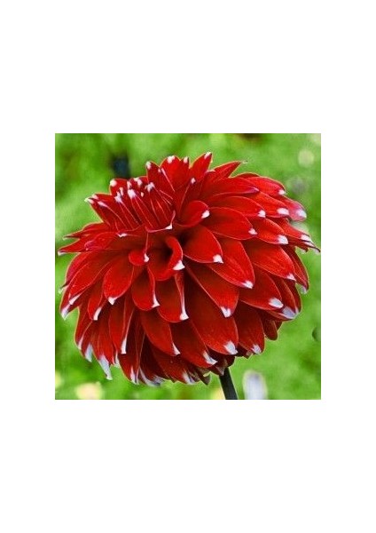3 Adet Yıldız Çiçeği Soğanı ( Dahlıa Yumrusu) Beyaz Uçlu Kırmızı