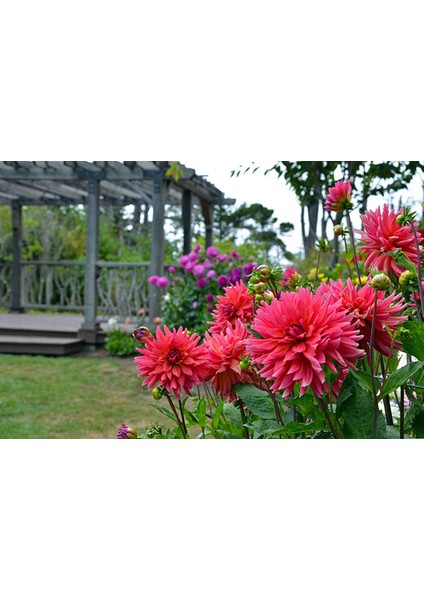 3 Adet Yıldız Çiçeği Soğanı ( Dahlıa Yumrusu) Mat Pembe