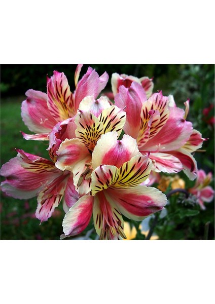 3 Adet Kırçıllı Krem Pembe Kokulu Lilyum (Zambak) Çiçeği Soğanı