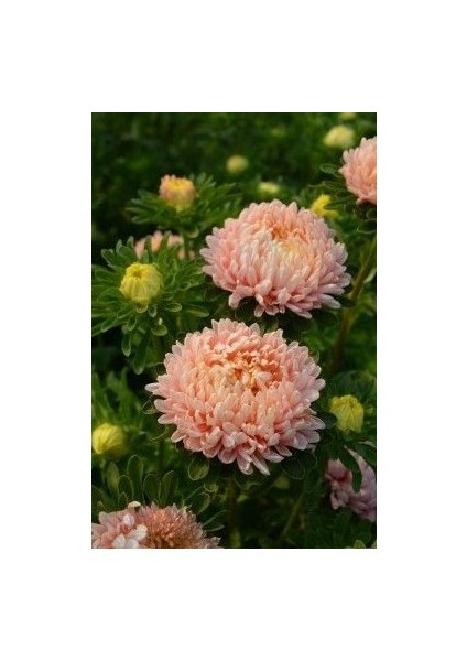 3 Adet Yıldız Çiçeği Soğanı ( Dahlıa Yumrusu) Dev Açık Somon