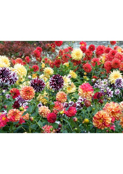 Yıldız Çiçeği Soğanı ( Dahlıa Yumrusu) 5 Adet Ebuli Karışık