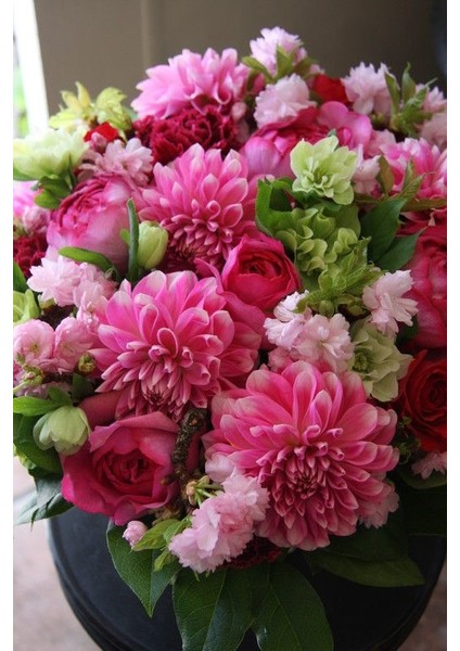 Yıldız Çiçeği Soğanı ( Dahlıa Yumrusu) 7 Adet Pembe