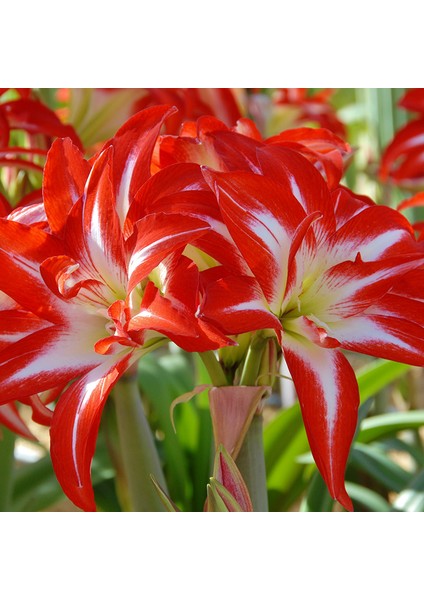 Nandina Botanik 3 Adet Kırmızı Beyaz Kokulu Lilyum (Zambak) Çiçeği Soğanı