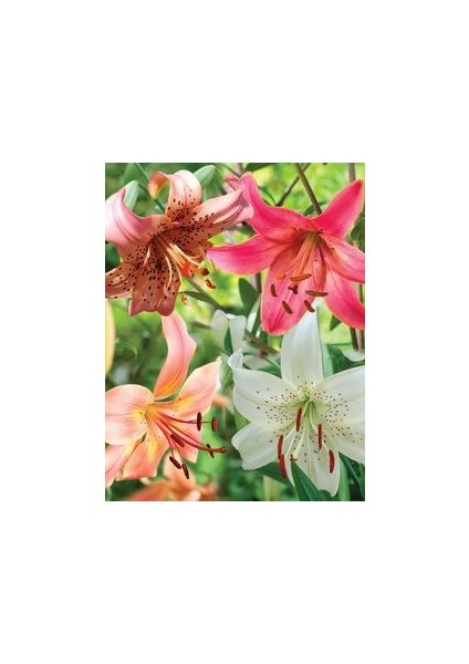 4'lü Kokulu Lilyum (Zambak) Çiçeği Soğanı