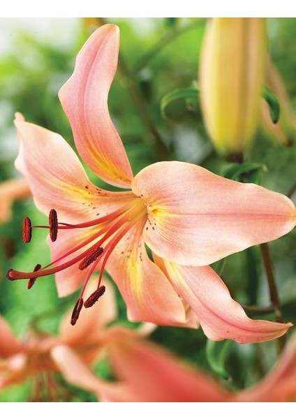3 Adet Kokulu Soft Lilyum (Zambak) Çiçeği Soğanı