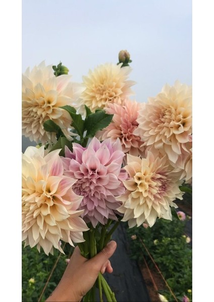 3 Adet Yıldız Çiçeği Soğanı ( Dahlıa Yumrusu) Soft Renkli