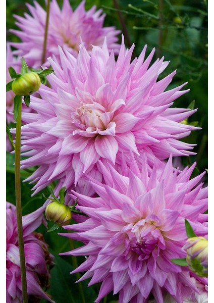 3 Adet Yıldız Çiçeği Soğanı ( Dahlıa Yumrusu) Dev Pembe