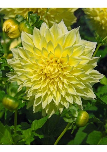 3 Adet Yıldız Çiçeği Soğanı ( Dahlıa Yumrusu) Soft Sarı