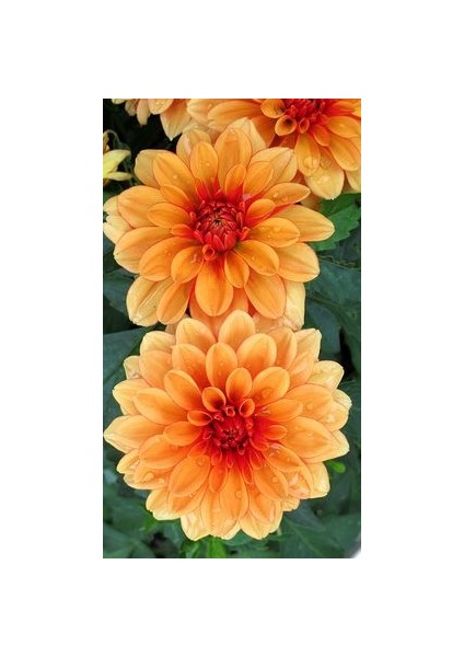 3 Adet Yıldız Çiçeği Soğanı ( Dahlıa Yumrusu) Kavuniçi