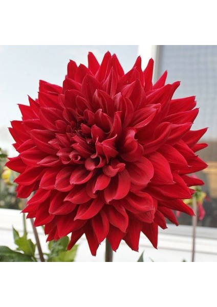 3 Adet Yıldız Çiçeği Soğanı ( Dahlıa Yumrusu) Kırmızı