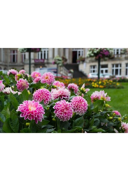 3 Adet Yıldız Çiçeği Soğanı ( Dahlıa Yumrusu) Ebruli Pembeli