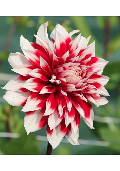 3 Adet Yıldız Çiçeği Soğanı ( Dahlıa Yumrusu) Ebruli Kırmızı